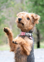 Piedmont-Kennels-03.15.20