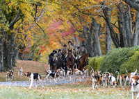 Piedmont-Gum Tree-10.26.19