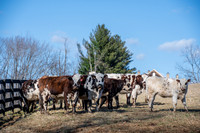 Philomont Cattle