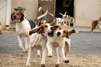 Piedmont-Kennels-12.27.25