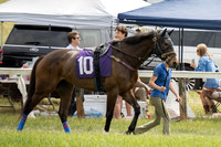 Race 5- The Good Night Shirt Sport of Kings Rating Handicap Hurdle Stakes