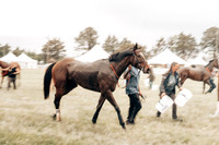Horses