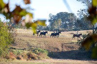 Piedmont-Kennels-10.10.22